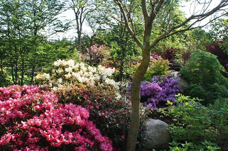 The Rhododendron beds