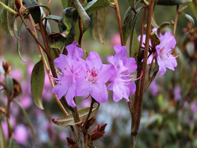 Rhododendron augustinii ssp. augustinii
