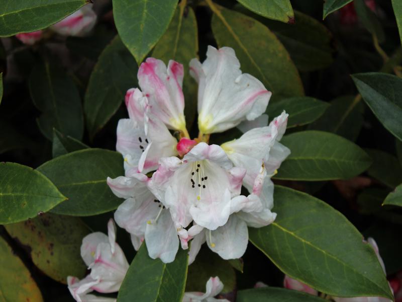 Rhododendron faberi