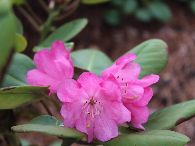 Rhododendron orbiculare ssp. orbiculare