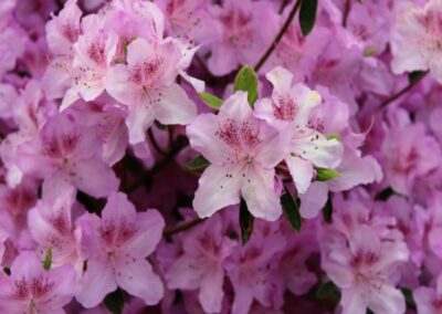 Rhododendron yedoense v. poukhanense