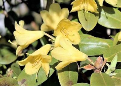 Rhododendron cinnabarinum ssp. xanthocodon