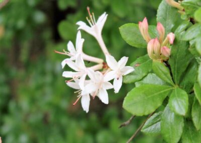 Rhododendron viscosum