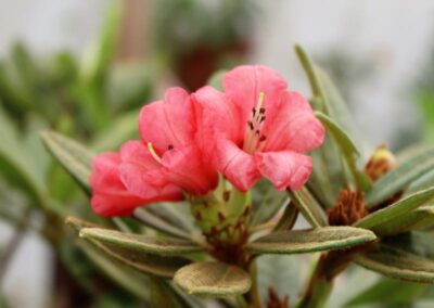 Rhododendron floccigerum