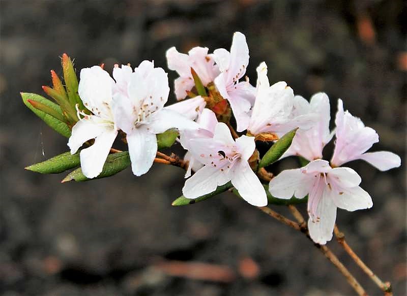 Rhododendron tashiroi