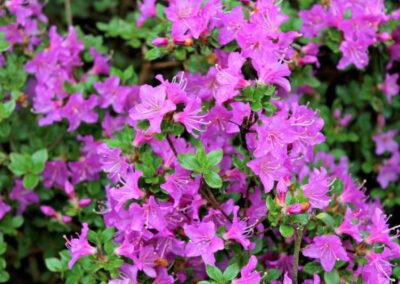 Rhododendron kiusianum var. kiusianum