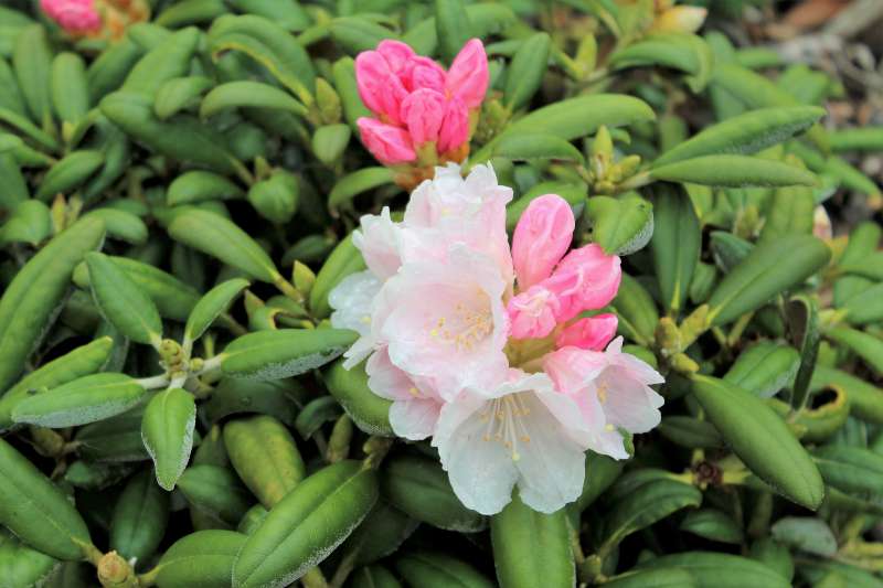 Rhododendron degronianum yakushimanum