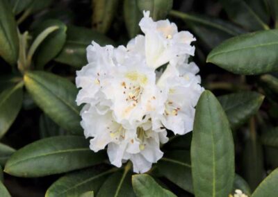 Rhododendron brachycarpum var. tigerstedtii