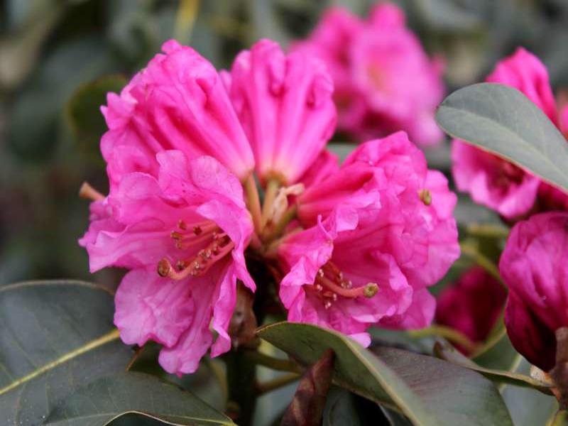 Rhododendron vernicosum