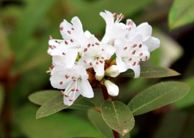 Rhododendron tatsienense