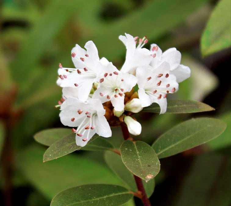 Rhododendron tatsienense