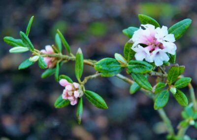 Rhododendron anthopogonoides sensu Fang 1986