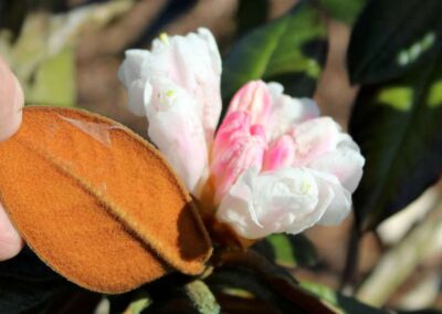 Rhododendron bureavii