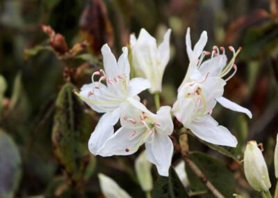 Rhododendron augustinii ssp. chasmanthum