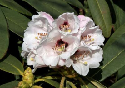 Rhododendron calophytum var. calophytum