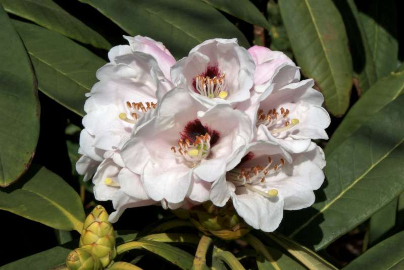 Rhododendron calophytum var. calophytum