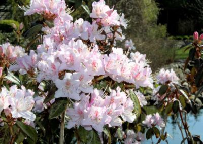 Rhododendron rigidum aff.