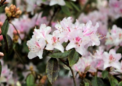Rhododendron rigidum aff.