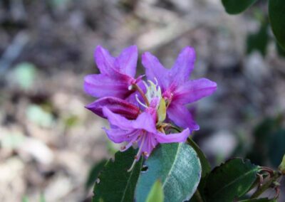 Rhododendron concinnum