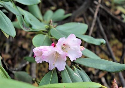 Rhododendron beesianum