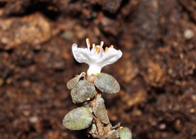 Rhododendron nitidulum var. nitidulum FB39-2018 album var.