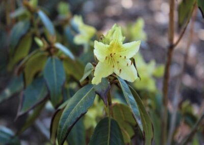 Rhododendron concinnum ssp. gonggaense