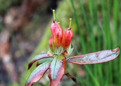 Rhododendron spinuliferum var. spinuliferum