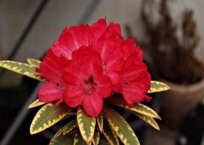 Rhododendron  delavayi var. delavayi ‘Shibaoshan’