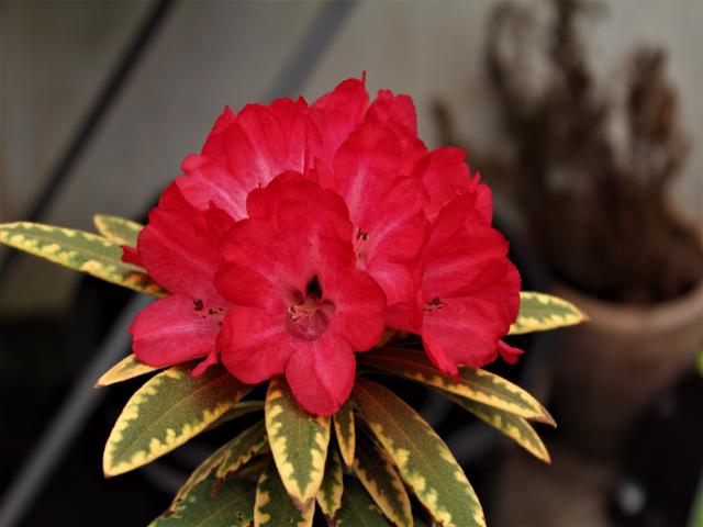 Rhododendron  delavayi var. delavayi ‘Shibaoshan’