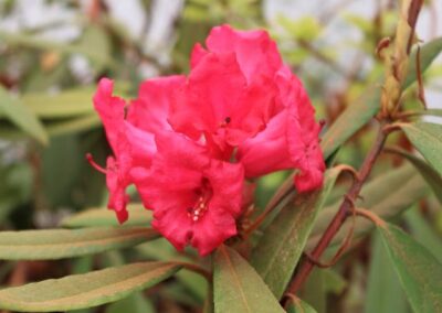 Rhododendron delavayi X ‘Baili’