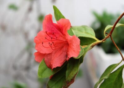 Rhododendron simsii var. simsii ‘Baili’