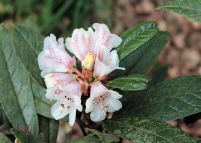 Rhododendron crinigerum var. crinigerum