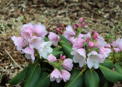 Rhododendron yuefengense