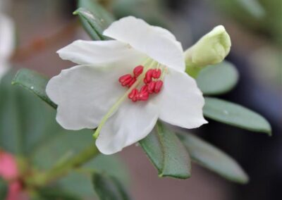 Rhododendron moupinense