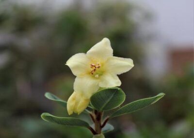 Rhododendron megeratum