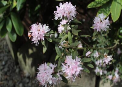 Rhododendron hemitrichotum