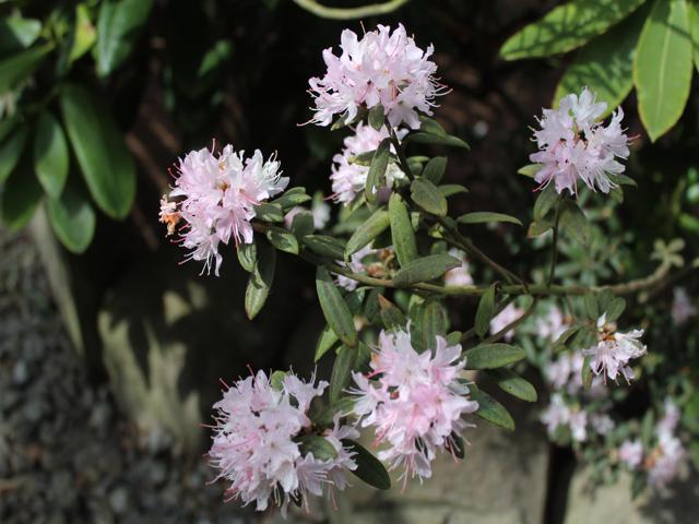 Rhododendron hemitrichotum
