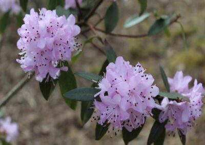 Rhododendron tatsienense FB8-2013