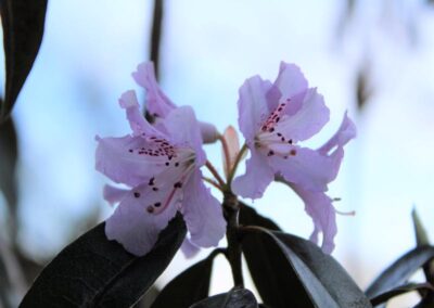 Rhododendron rubiginosum ‘Cangshan’