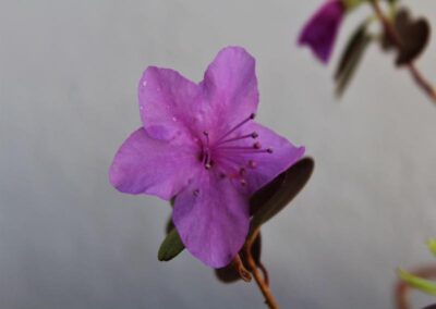 Rhododendron sichotense