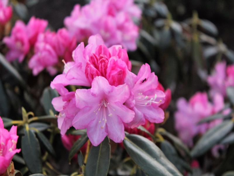 Rhododendron degronianum ssp. heptamerum var. heptamerum
