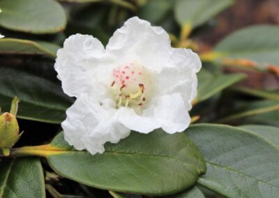 Rhododendron yaoshanense