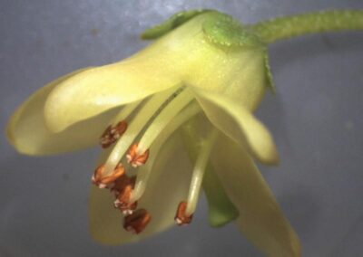 Rhododendron brachyanthum ssp. hypolepidotum ‘Dulong’