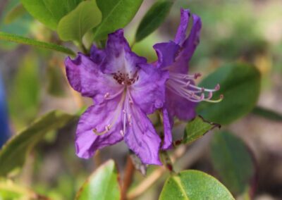 Rhododendron invictum