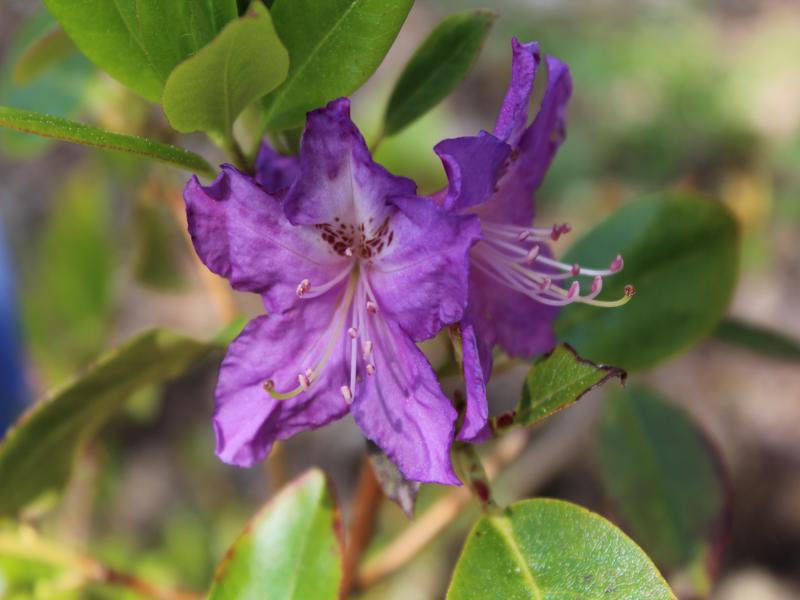 Rhododendron invictum