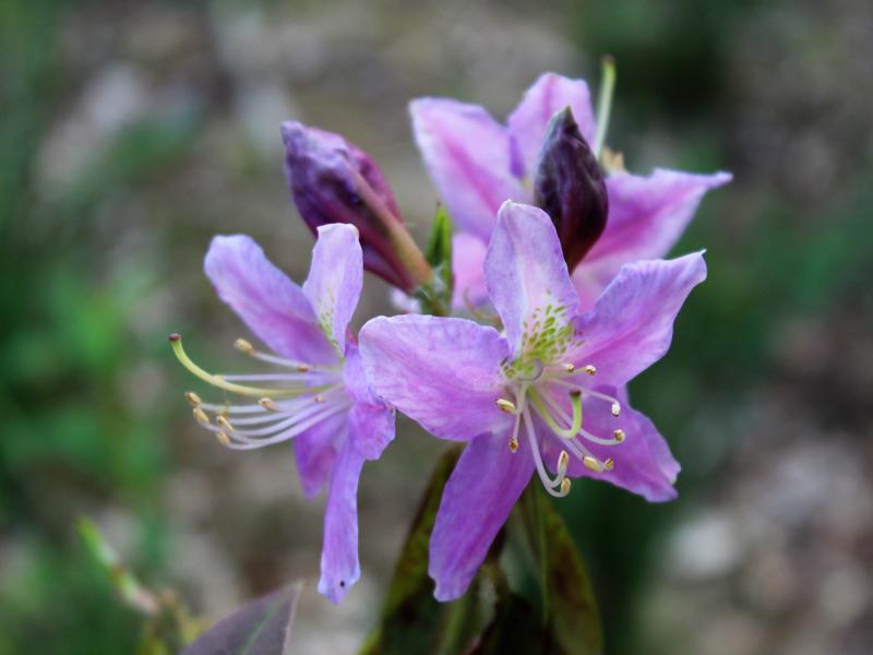 Rhododendron trichanthum