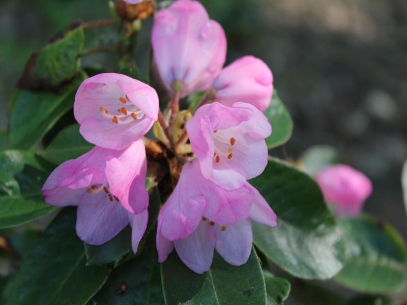 Rhododendron callimorphum var. callimorphum